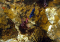   Blue Spotted hiding Sea Urchin  